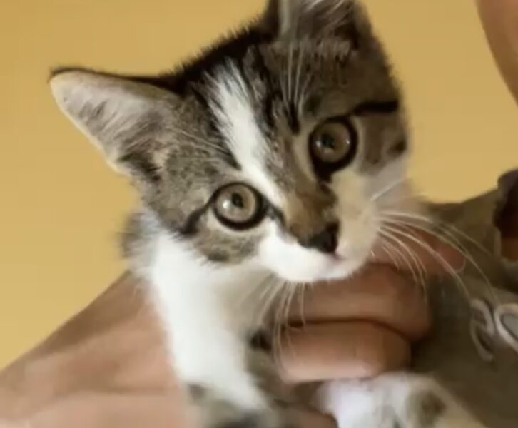 Zaginął kot Skiper w Dobczycach