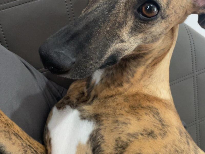 Zaginęła Sunia Kora