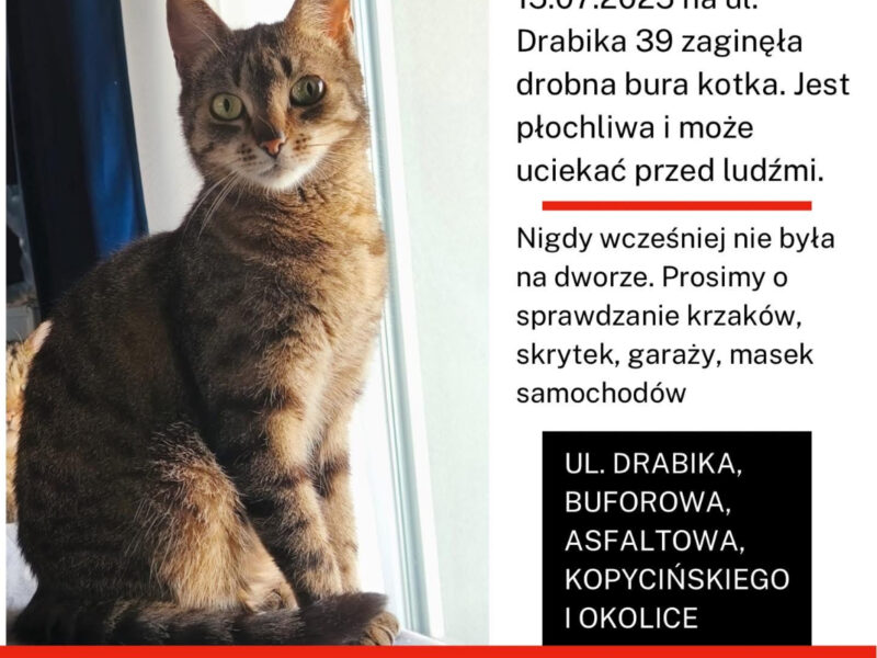 Zaginęła kotka Wrocław