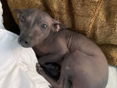 Zaginął pies meksykański Gandi