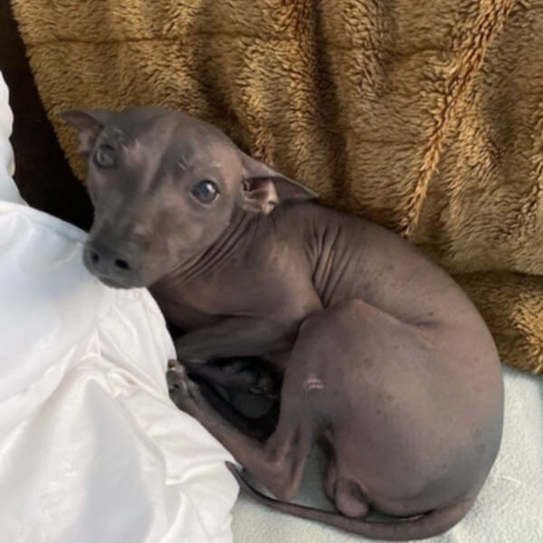 Zaginął pies meksykański Gandi