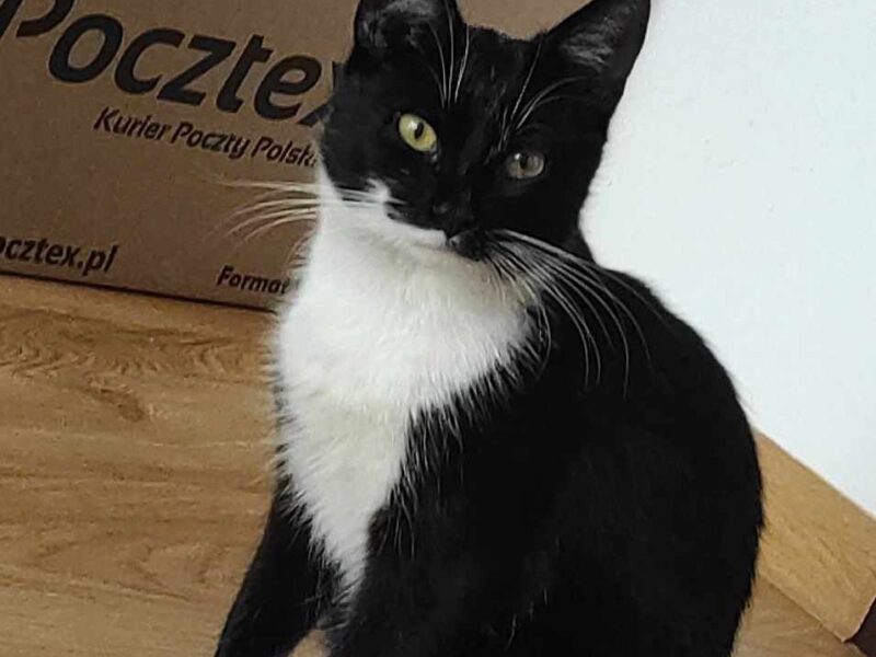Zaginął czarno-biały kotek Czaruś