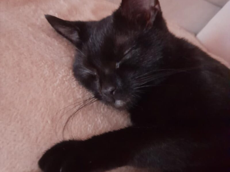 Zaginęła kotka Rubi