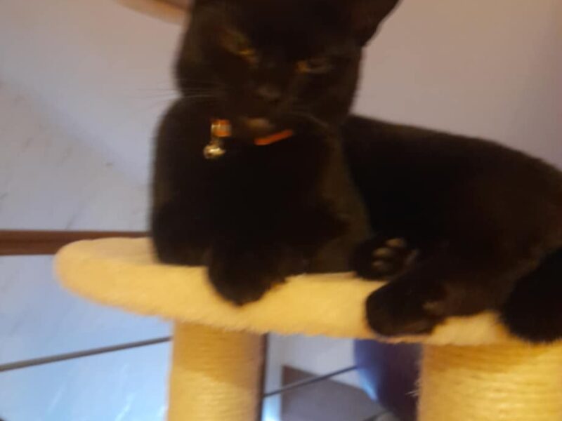 Zaginęła kotka Rubi