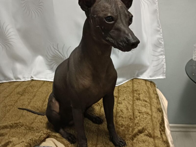 Zaginął pies meksykański Gandi