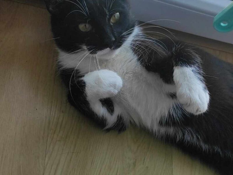 Zaginął czarno-biały kotek Czaruś