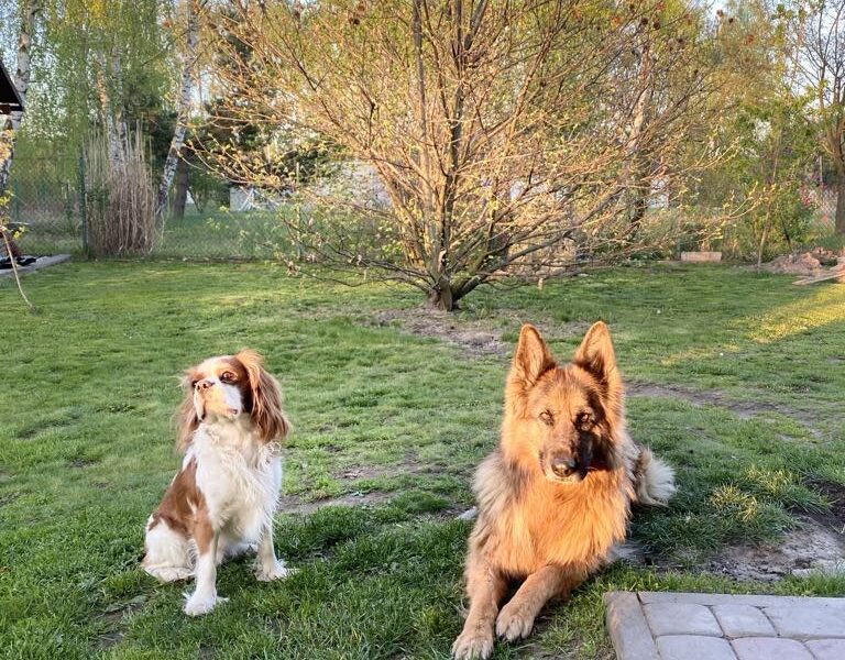 Zaginął piesek Nemo Cavalier