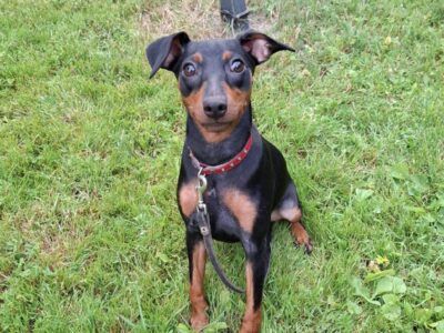 Zaginęła sunia 6 miesięcy