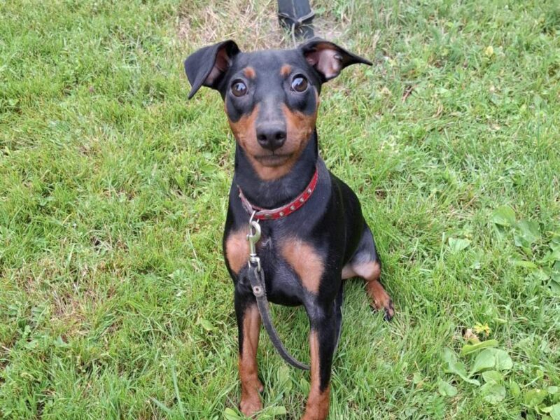 Zaginęła sunia 6 miesięcy