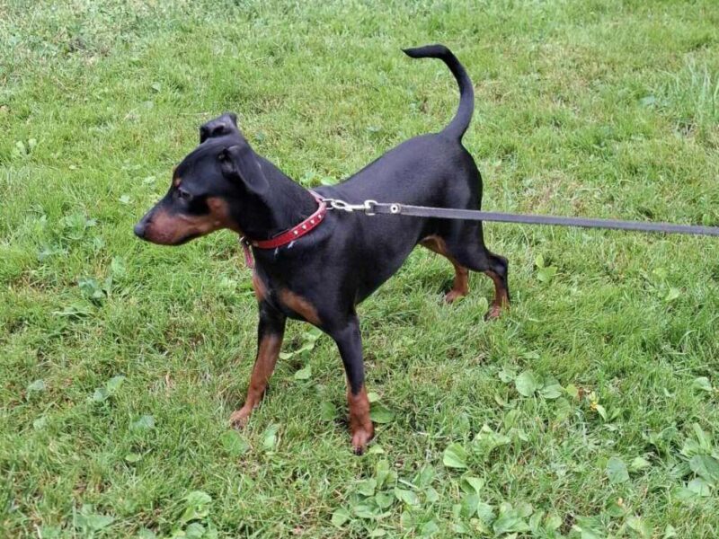 Zaginęła sunia 6 miesięcy