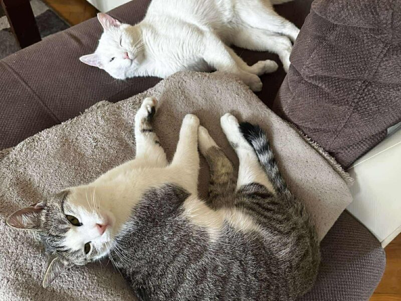 Zaginął kotek biało-szary KONIN