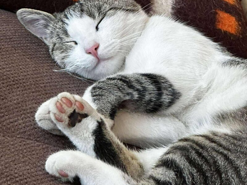 Zaginął kotek biało-szary KONIN