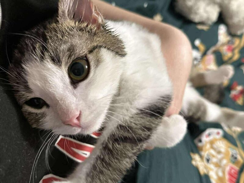 Zaginął kotek biało-szary KONIN