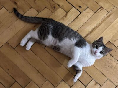 Zaginął kotek biało-szary KONIN