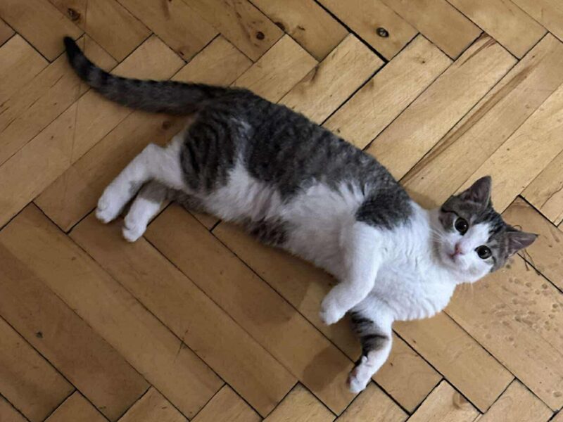 Zaginął kotek biało-szary KONIN