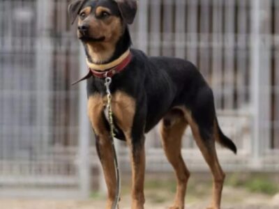 ZAGINĄŁ PIESEK WEDEL