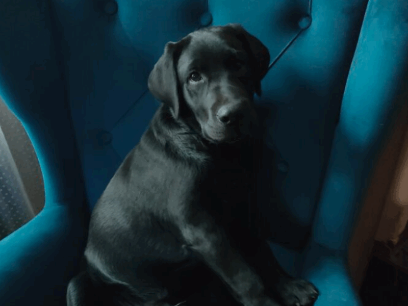 Zaginął czarny Labrador Diesel