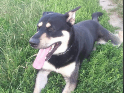 Zaginął piesek Hugo