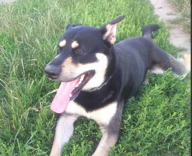 Zaginął piesek Hugo