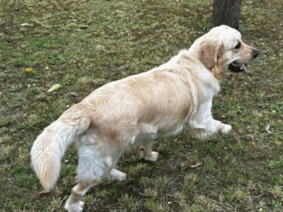 Zaginęła suczka Golden Retriever