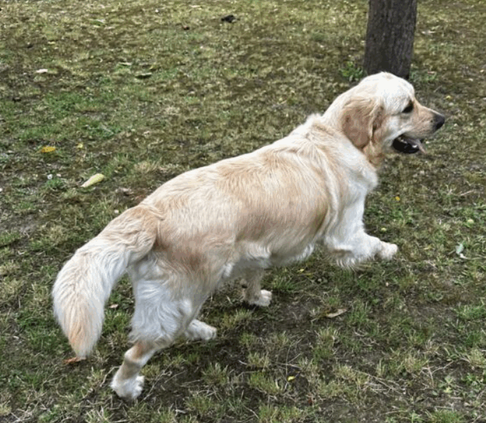 Zaginęła suczka Golden Retriever