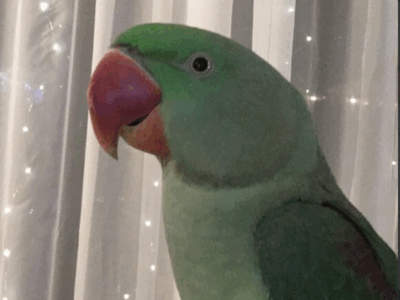 Zaginęła papuga Aleksandretta Wielka