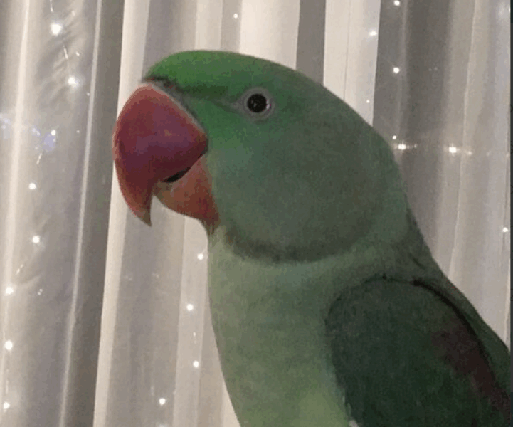 Zaginęła papuga Aleksandretta Wielka