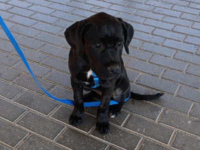 ZAGINEŁA Birma vel Becia