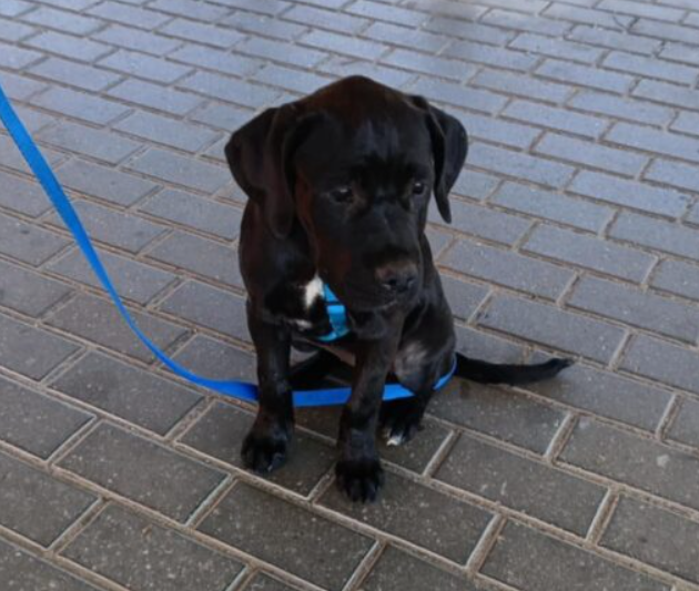 ZAGINEŁA Birma vel Becia