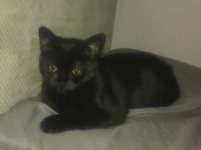 Zaginęła kotka Lilka