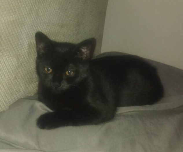 Zaginęła kotka Lilka