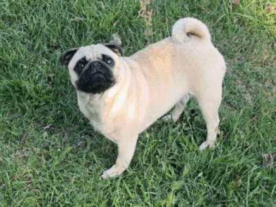 Zaginęła suczka MOPS