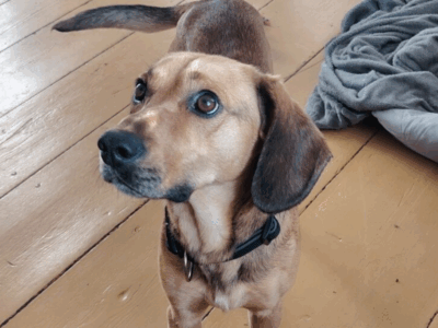 Poszukiwany piesek Falkon