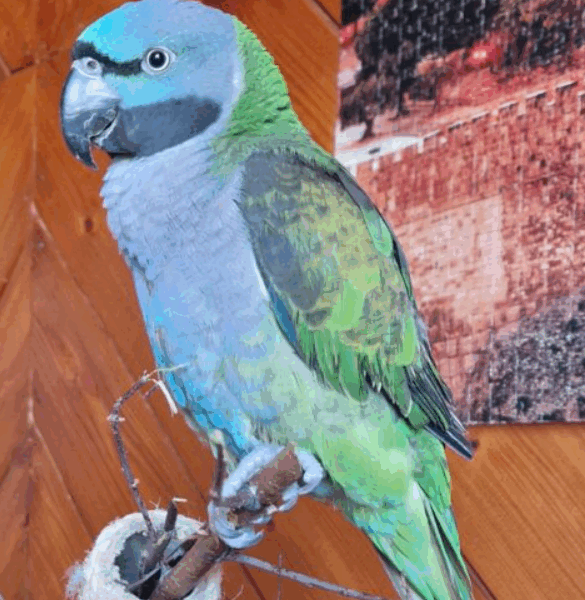 Zaginęła Papużka Aleksandretta Chińska