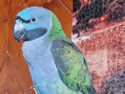 Zaginęła Papużka Aleksandretta Chińska