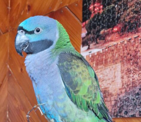 Zaginęła Papużka Aleksandretta Chińska