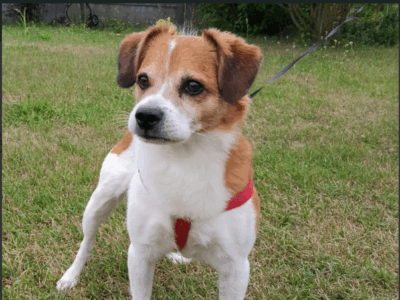 Zaginął nasz Pies Biko !!!