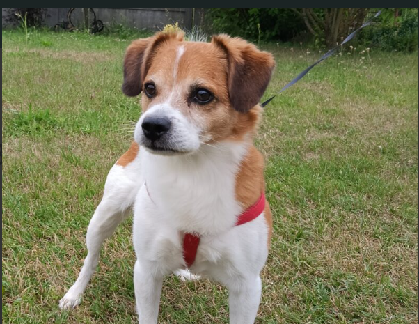 Zaginął nasz Pies Biko !!!