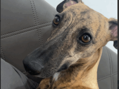 Zaginęła Sunia Kora