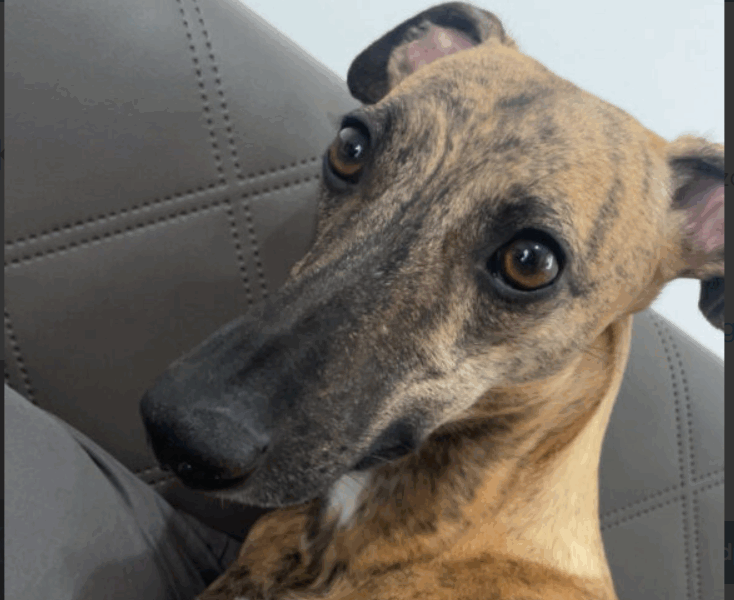 Zaginęła Sunia Kora