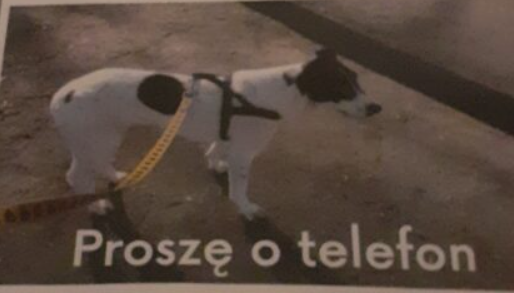 Zaginęła sunia Dara