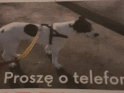 Zaginęła sunia Dara