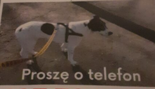 Zaginęła sunia Dara