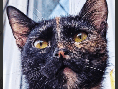 Zaginęła kotka Minerva