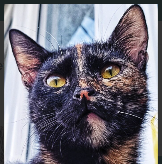 Zaginęła kotka Minerva