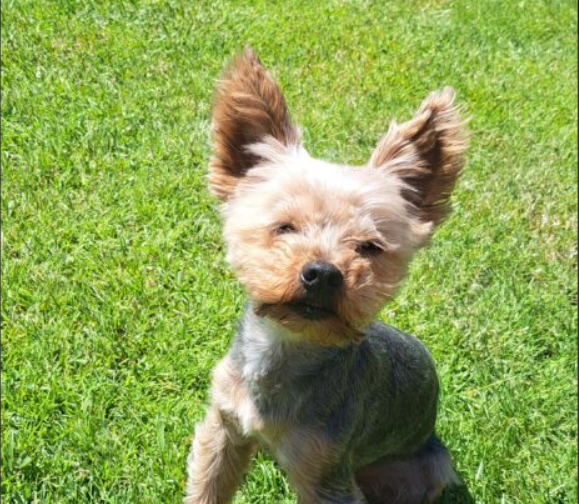 Zaginął ukochany piesek Odi