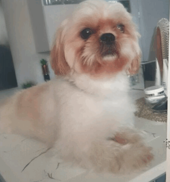 Zaginął piesek Tedi