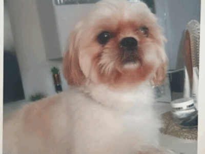 Zaginął piesek Tedi