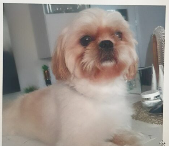 Zaginął piesek Tedi