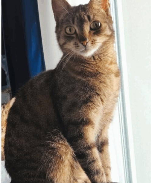 Zaginęła kotka Wrocław